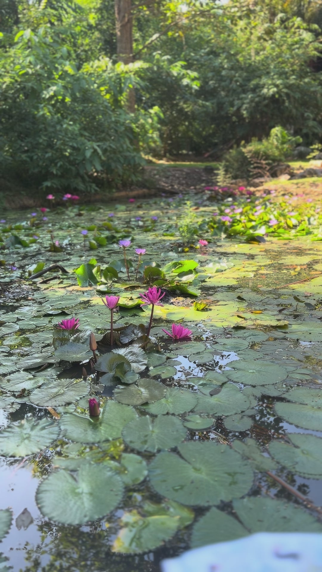 Wetland Wonders